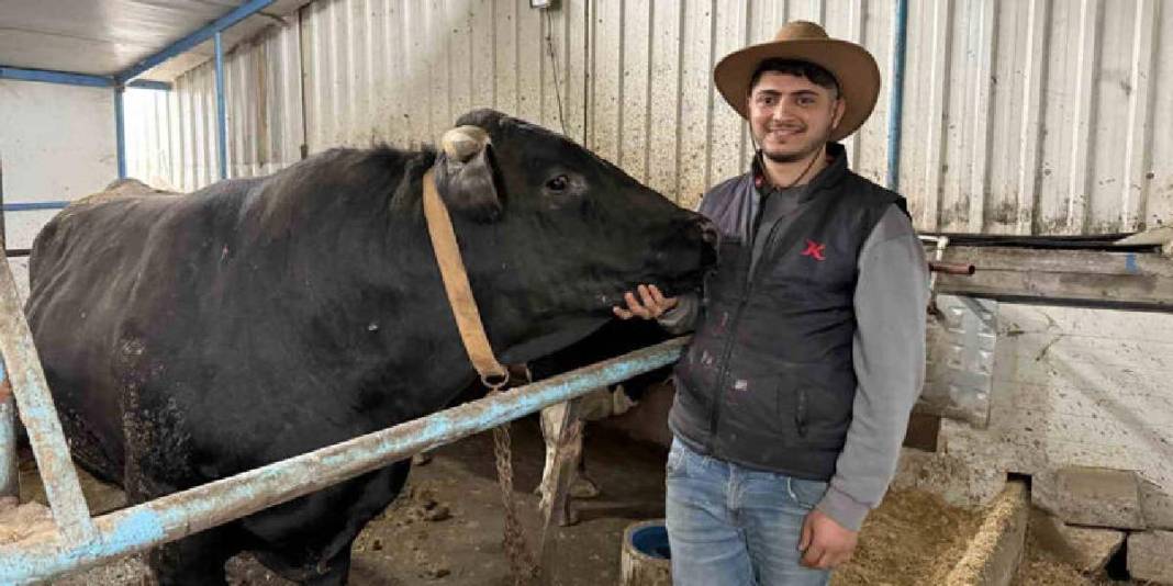 Cüsseleri ve fiyatlarıyla pazarın gözdesi oldular: Tonluk tosunlar özel programlarla besleniyor 1
